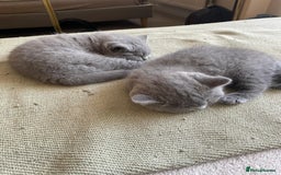 British Shorthair cats for sale: CHAMPION BSH PEDIGREE GCCF REGISTERED  - Image 7