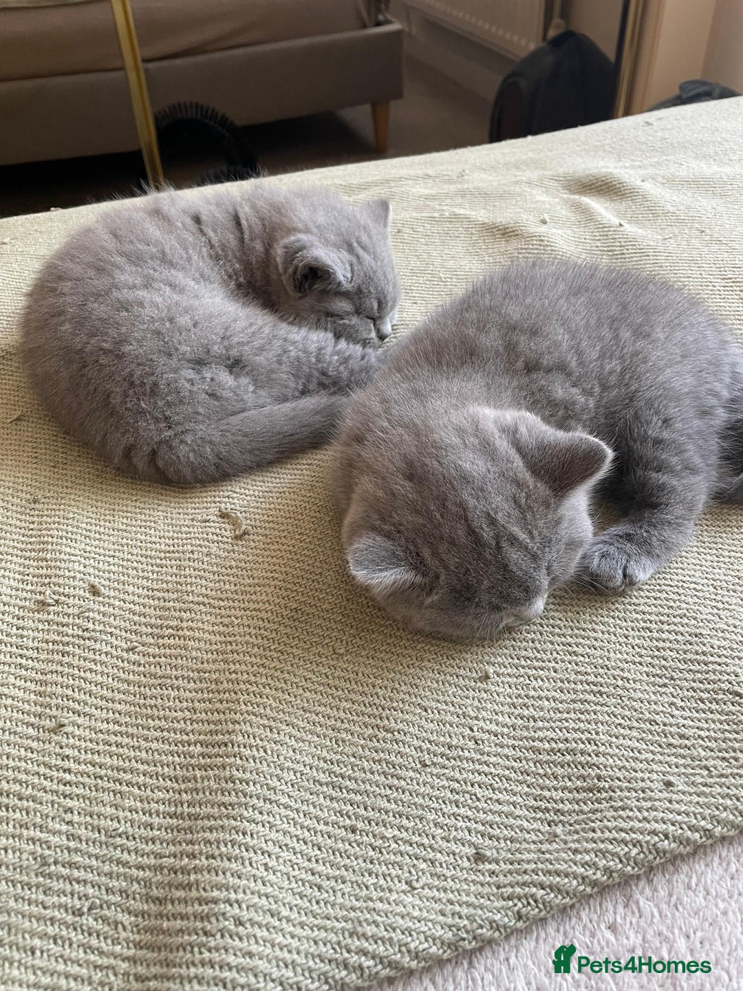 British Shorthair cats for sale: CHAMPION BSH PEDIGREE GCCF REGISTERED  - Image 7