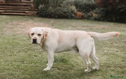 Labrador Retriever dogs for stud: Charlie  - Image 3