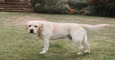 Labrador Retriever dogs - Advert 7