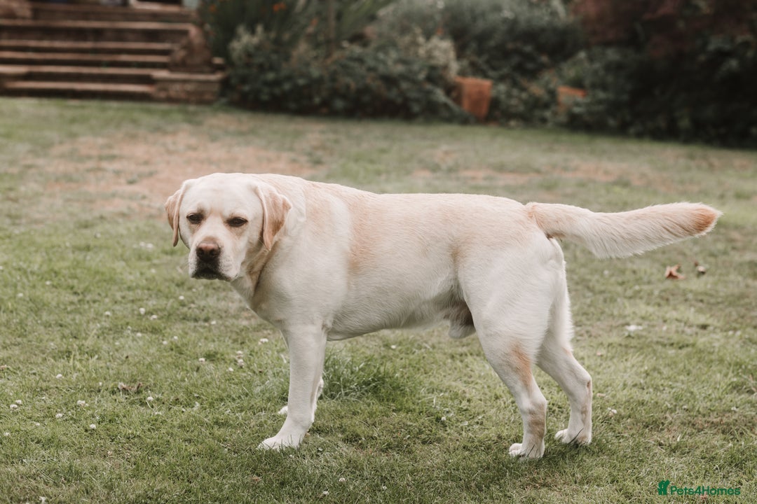 Labrador Retriever dogs for stud: Charlie  - Image 3