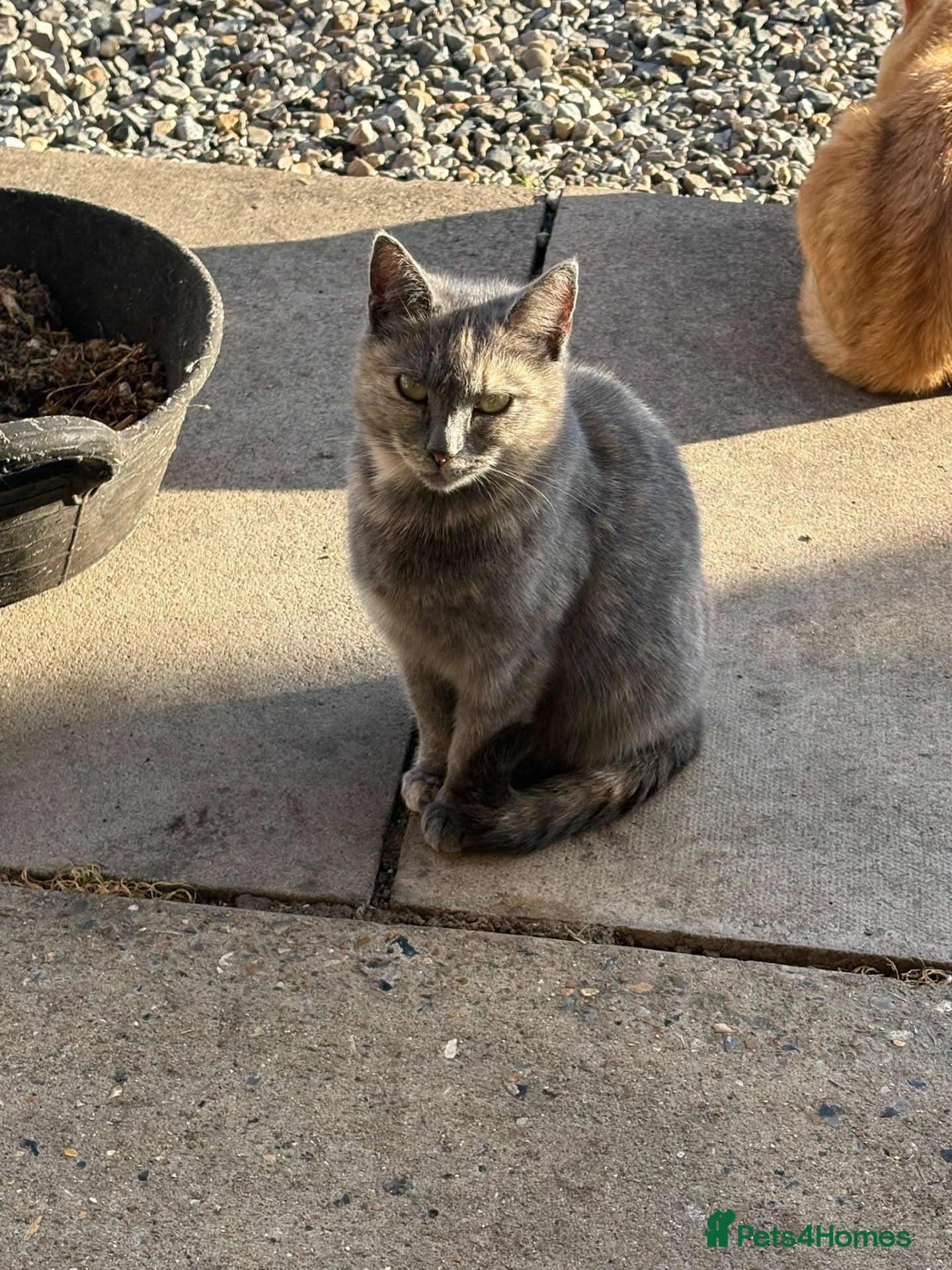 Mixed Breed cats for sale: 3 kittens  - Advert 4