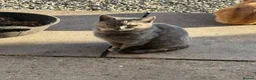 Mixed Breed cats for sale: 3 kittens  - Advert 1