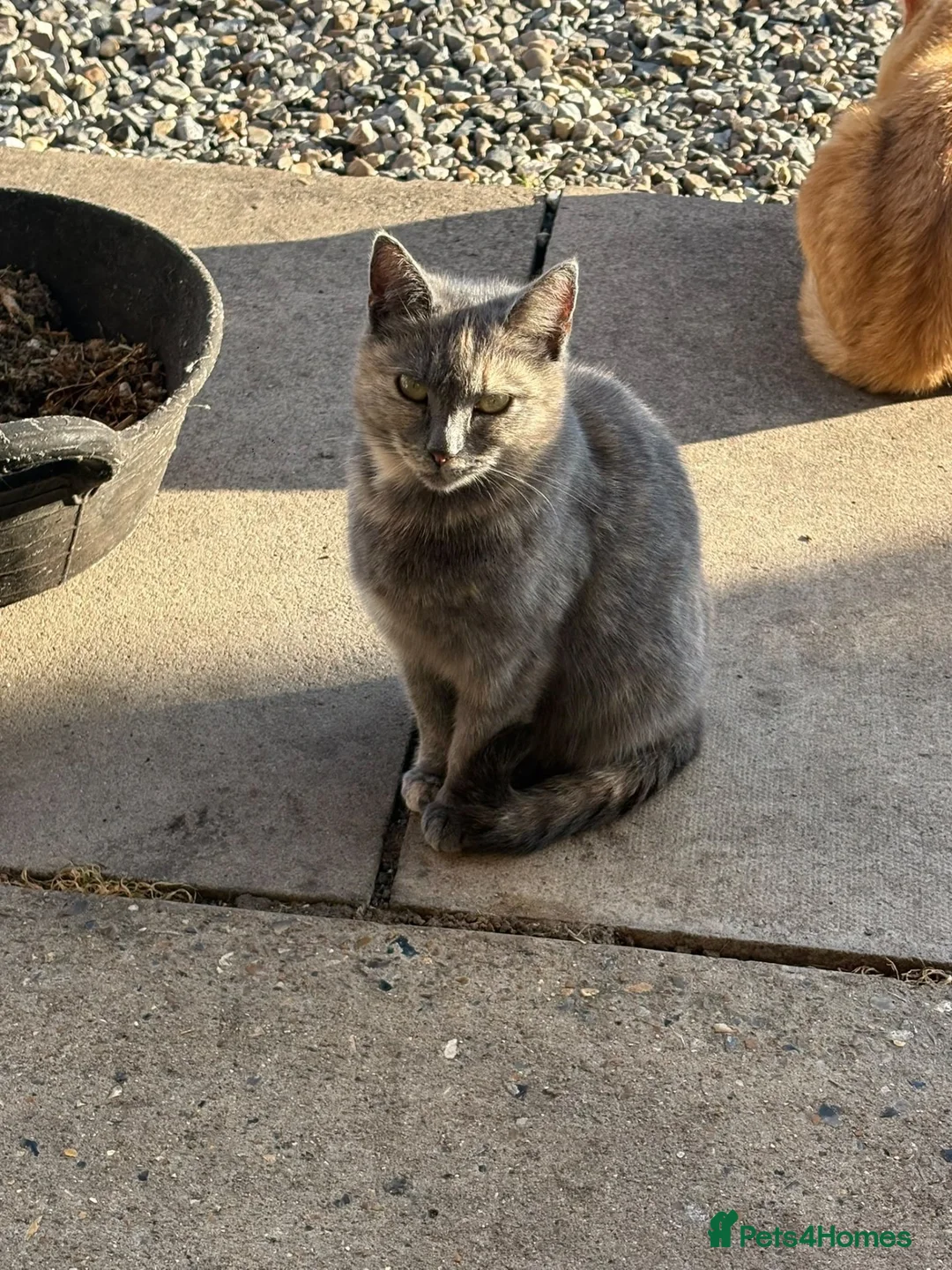 Mixed Breed cats for sale: 3 kittens  - Advert 1