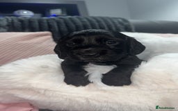 Cocker Spaniel dogs for sale: 7 beautiful cocker spaniel puppies black/brown - Advert 1