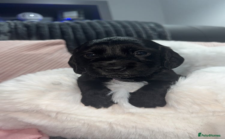 Cocker Spaniel dogs 7 beautiful cocker spaniel puppies black/brown - Advert 1