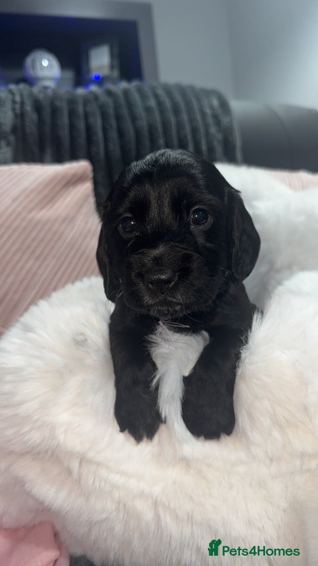 Cocker Spaniel dogs for sale: 7 beautiful cocker spaniel puppies black/brown - Advert 1