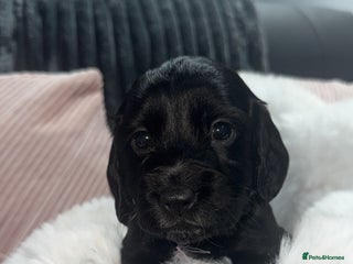 Cocker Spaniel dogs 7 beautiful cocker spaniel puppies black/brown - Advert 4