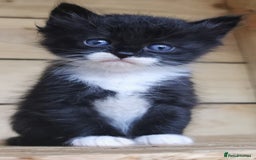 Siberian cats for sale: Registered, Unique Siberian kittens  - Image 6