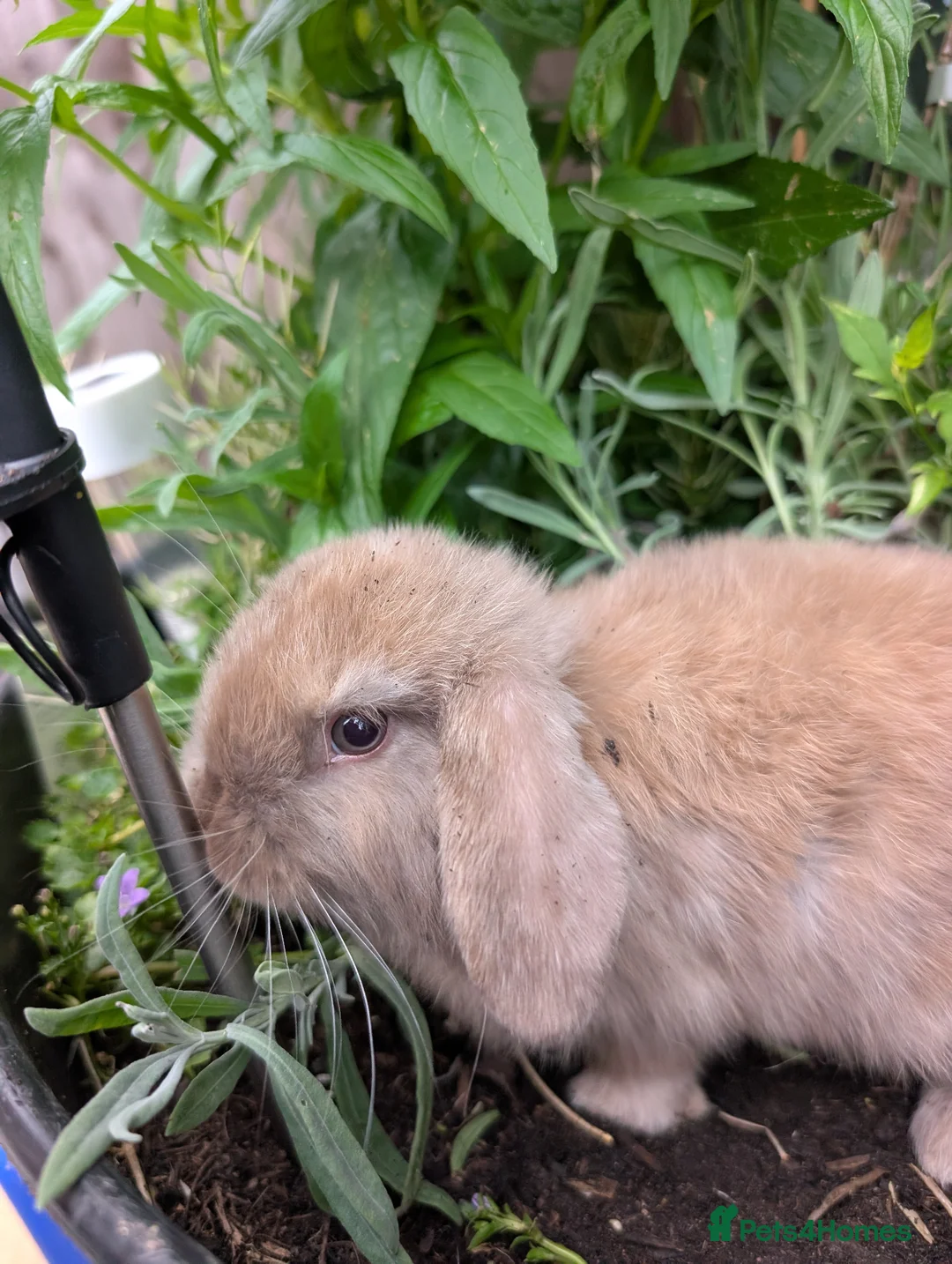 Mini Lop rabbits for sale: Mini lops  - Advert 6