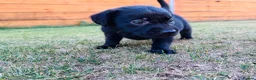 Labrador Retriever dogs for sale: KC Registered Labrador Puppies 🐾🐾🐾 - Advert 13