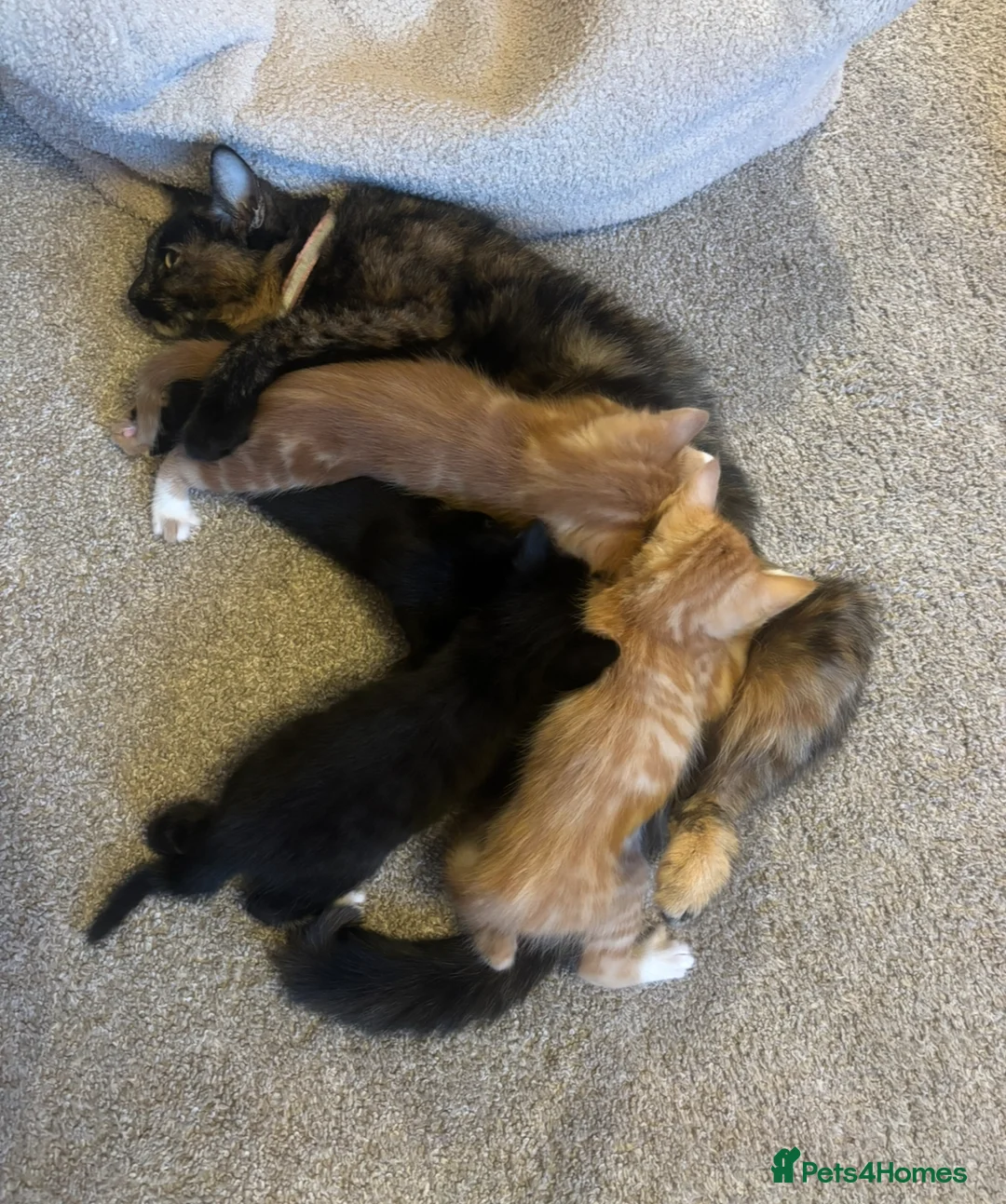 Mixed Breed cats for sale: Kittens - Advert 7