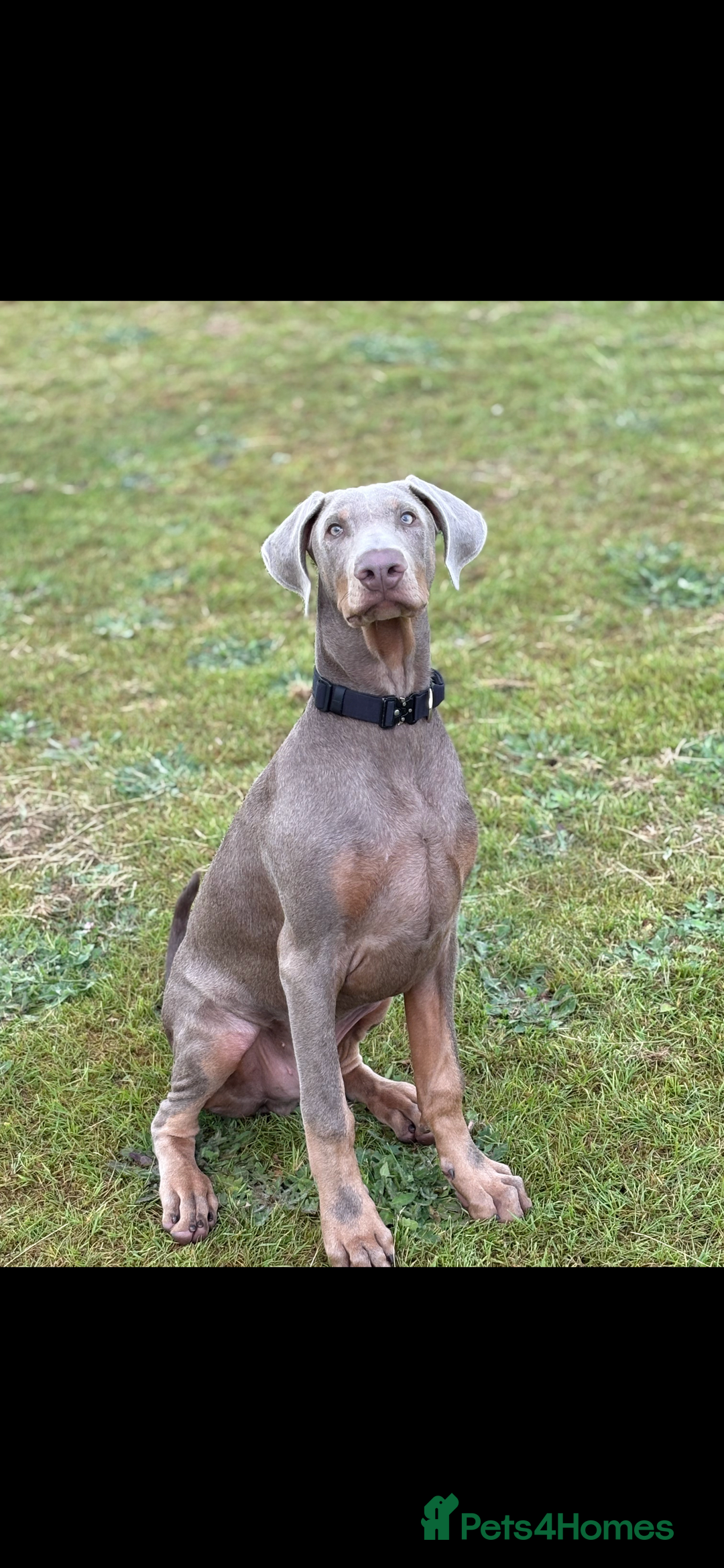 Dobermann dogs for sale: Doberman for rehoming  - Advert 1