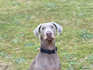 Dobermann dogs Doberman for rehoming - Advert 15