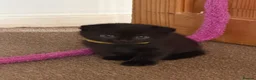 Mixed Breed cats for sale: GORGEOUS British Shorthair& ScottishFold Kittens - Advert 22