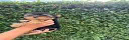 Yorkshire Terrier dogs for sale: ❤️ Beautiful Yorkshire Terrier Puppies. Ready now - Advert 5