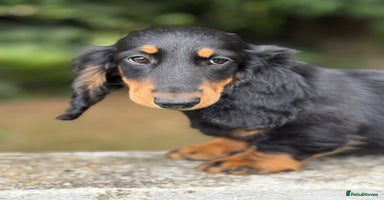 Dachshund dogs - Advert 6
