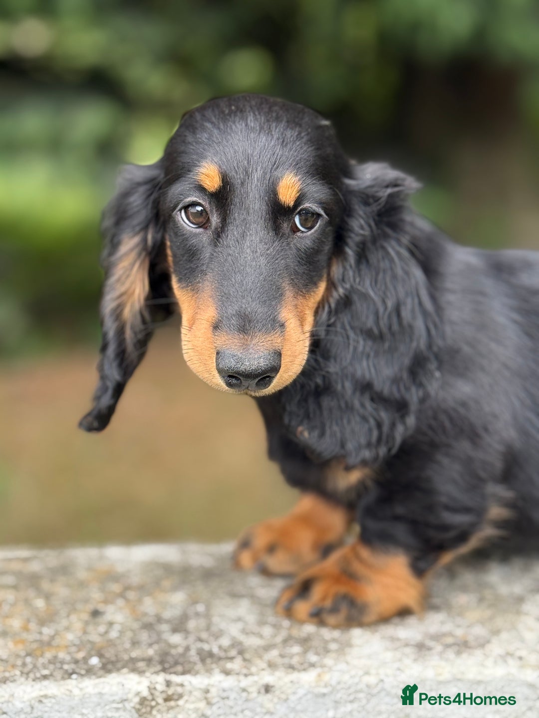 Dachshund dogs for sale: Long Coated Standard Dachshund - Crufts Potential - Image 2