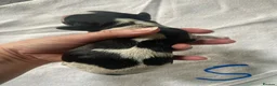 English Springer Spaniel dogs for sale: Springer spaniel puppies  - Advert 23