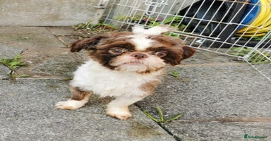 Shih Tzu dogs - Advert 15