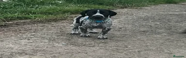 German Shorthaired Pointer Puppy 5