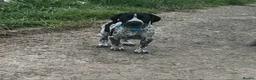 German Shorthaired Pointer dogs for sale: Stunning litter of GSP puppies !! - Advert 4
