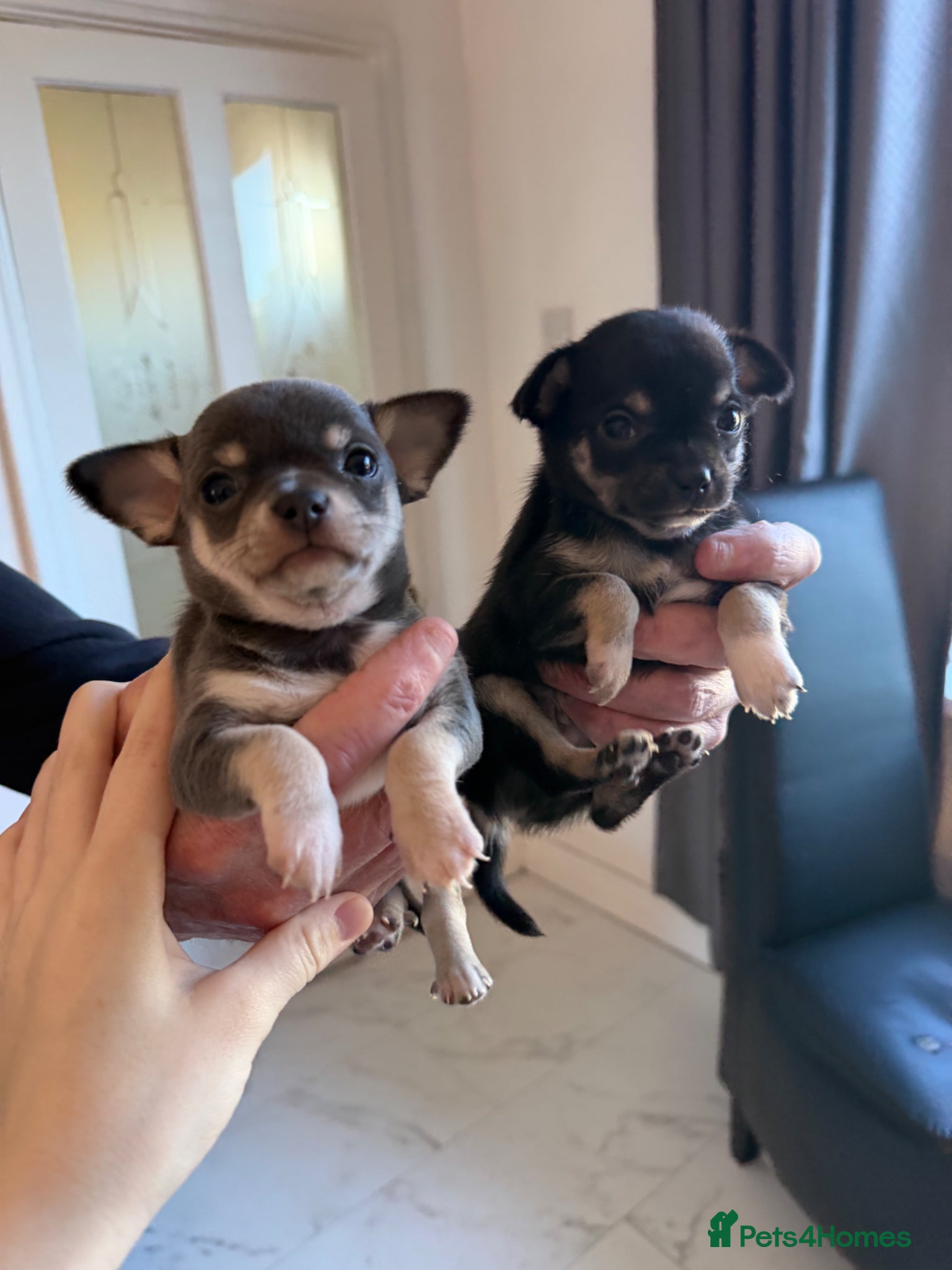 Chihuahua dogs Two beautiful chihuahua puppies - Advert 4