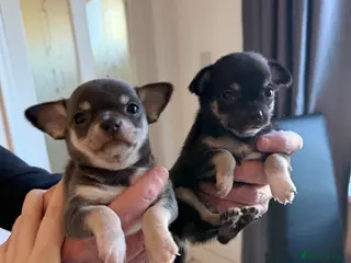 Chihuahua dogs Two beautiful chihuahua puppies - Advert 4