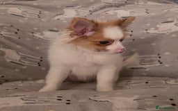 Pomchi dogs for sale: POMCHI PUPS - Image 7
