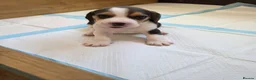 Beagle dogs for sale: Beautiful Beagle Puppies Looking For A Loving Home - Advert 1