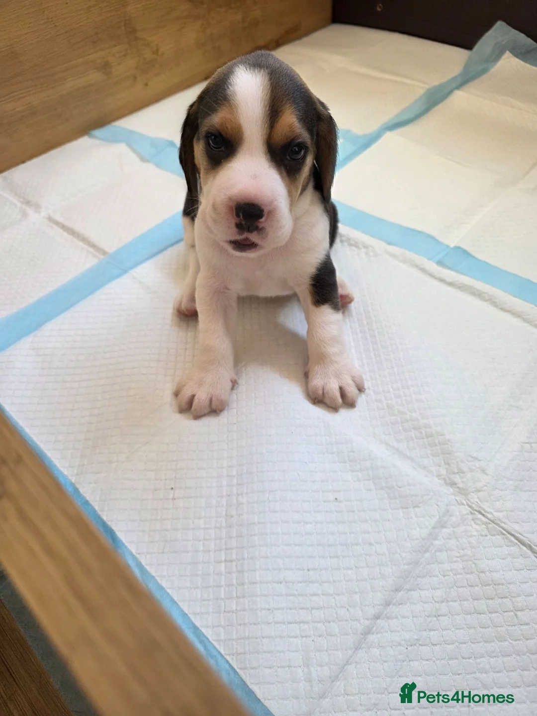 Beagle dogs for sale: Beautiful Beagle Puppies Looking For A Loving Home - Advert 1