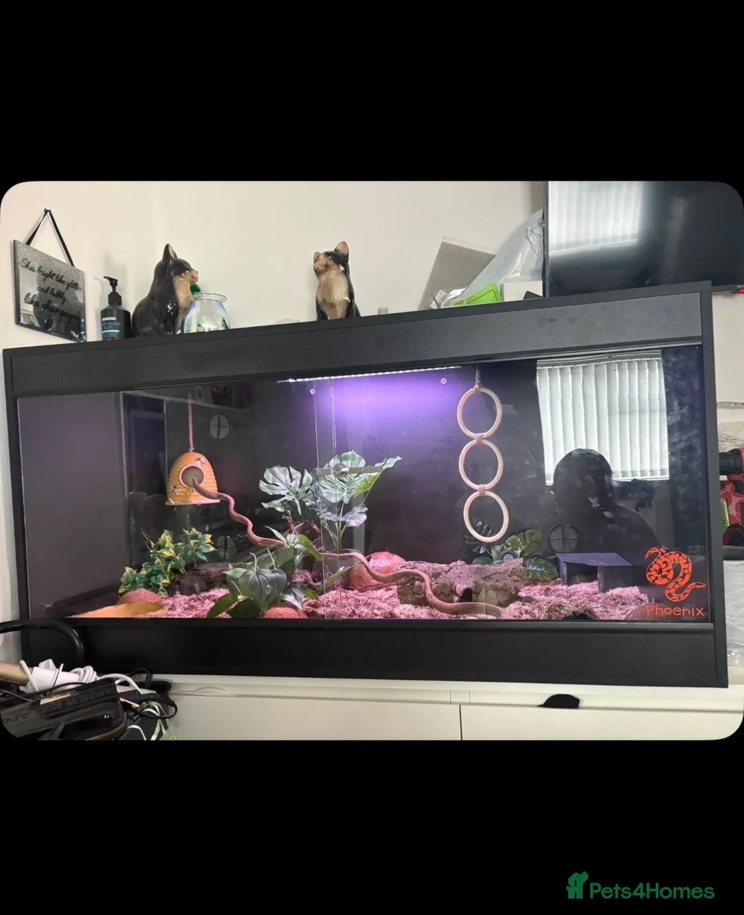 Corn Snake reptiles for sale: Corn snake with Viv for sale  - Advert 1