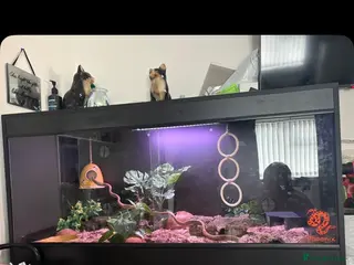 Corn Snake reptiles Corn snake with Viv for sale - Advert 12