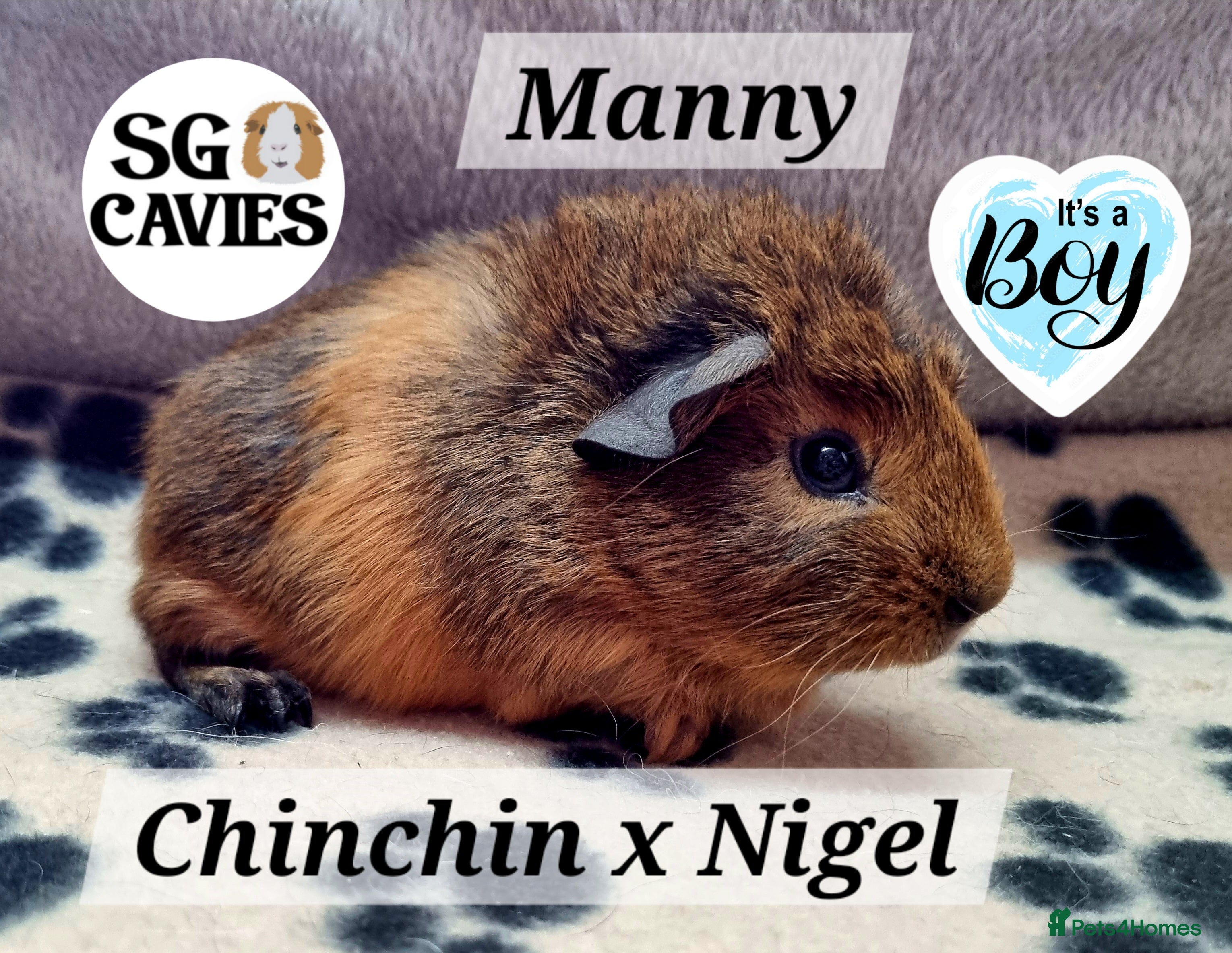 Guinea Pig rodents Gorgeous baby guinea pigs  - Advert 13