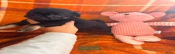 Pug dogs for sale: Panda 🐼 pug puppies carrying pink - Advert 4