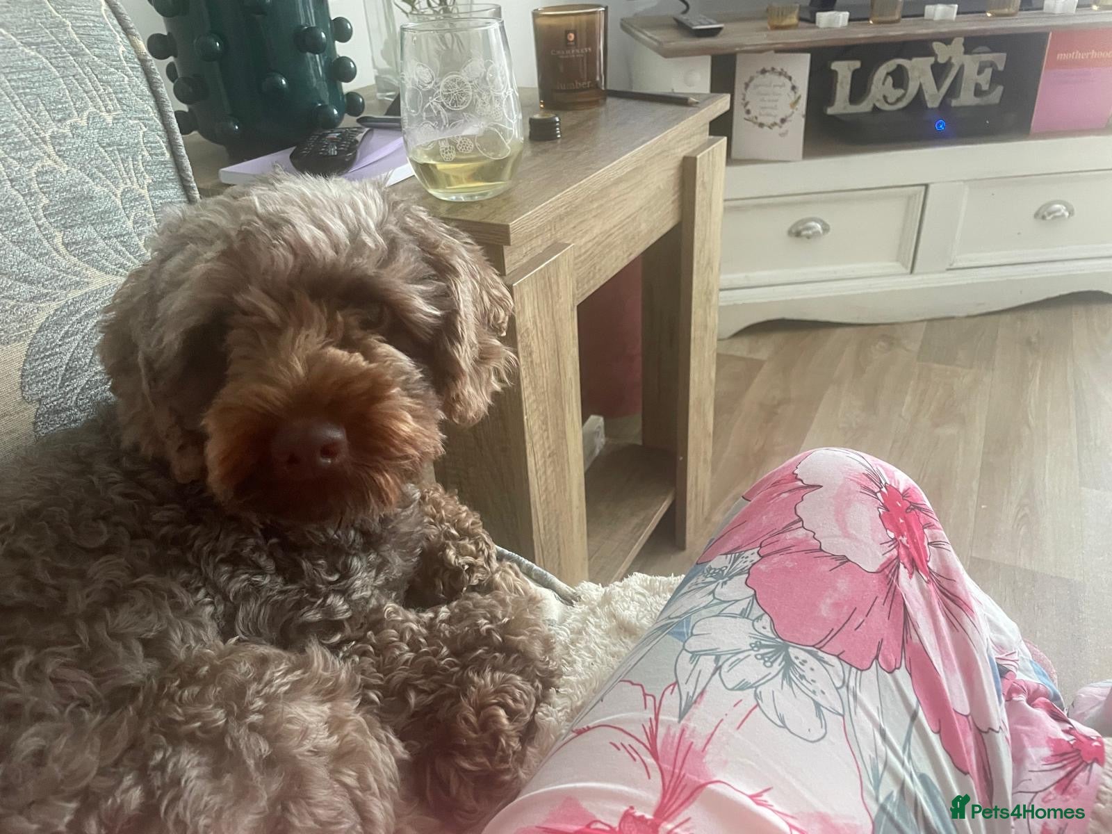 Cockapoo dogs Cockapoo for stud - Advert 2