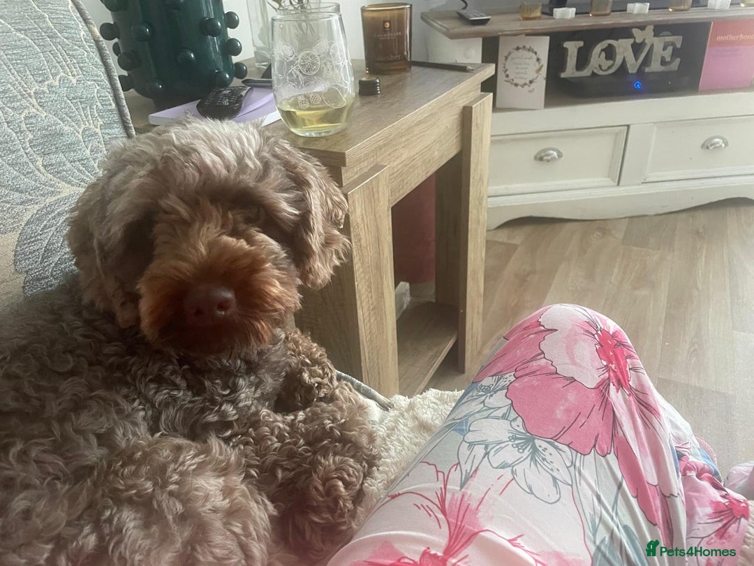 Cockapoo dogs for stud: Cockapoo for stud - Advert 1