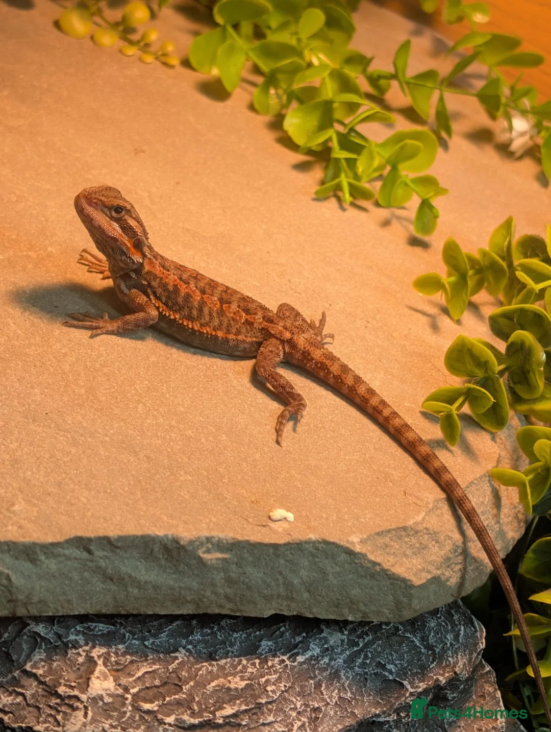 Bearded Dragon reptiles for sale: Bearded Dragon and Full Set Up - Roughly 9 Months  in Wolverhampton - Advert 2