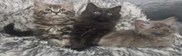 Mixed Breed cats for sale: Ragdoll x maine Coon kittens in Telford - Advert 1