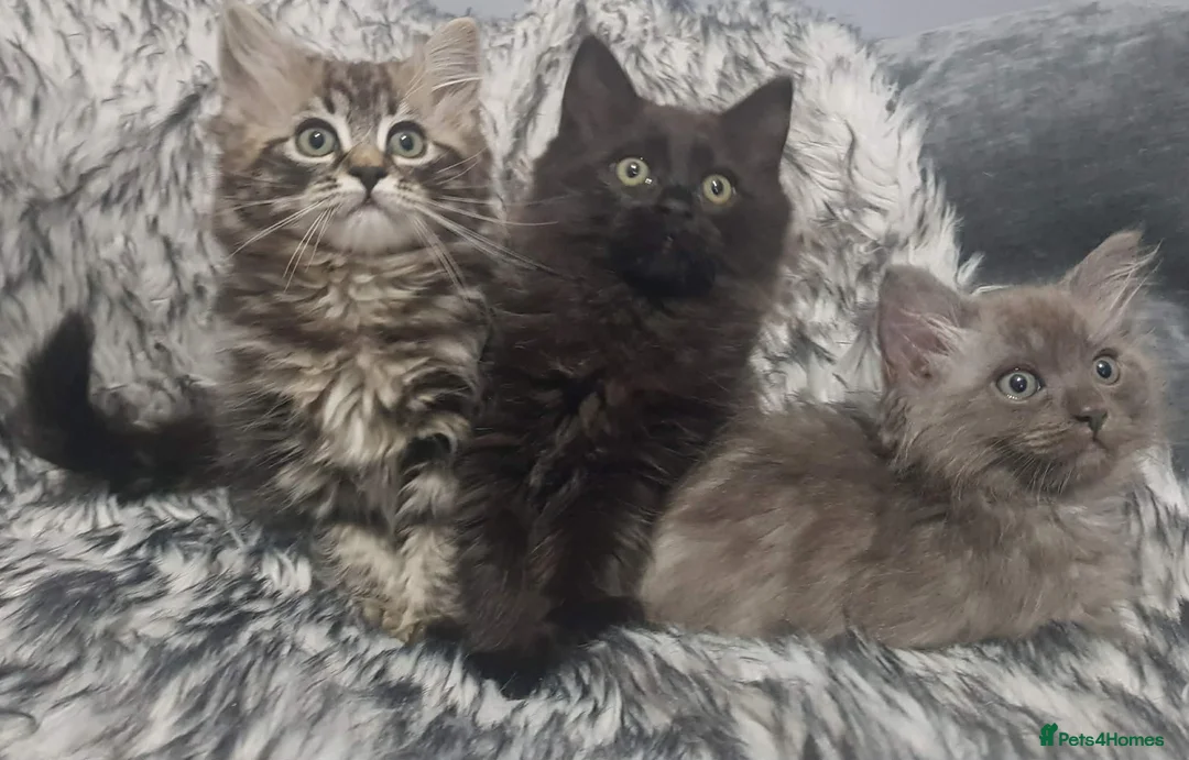 Mixed Breed cats for sale: Ragdoll x maine Coon kittens in Telford - Advert 1