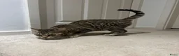 Bengal cats for sale: REDUCED Two Bengals READY for their forever homes  - Advert 34