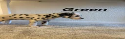 Dalmatian dogs for sale: 5 gen KC Dalmatians AVAILABLE NOW - Advert 24