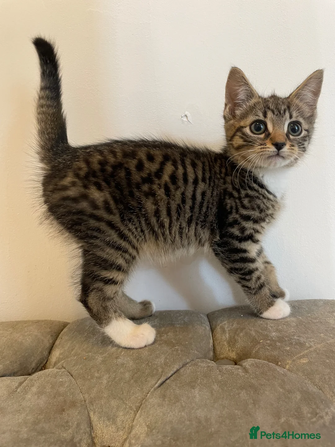 Mixed Breed cats for sale: Kittens ready for forever homes now  - Advert 2