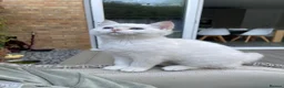 Scottish Fold cats for sale: PUREBRED GOLDEN CHINCHILLA SCOTTISH FOLD KITTENS  in Basildon - Advert 10