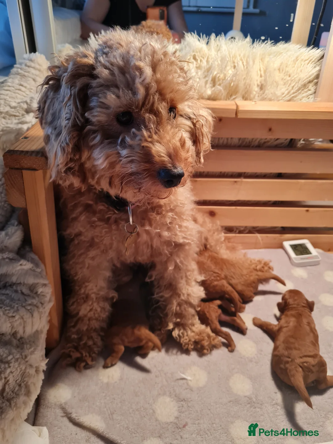 Toy Poodle dogs for sale: Beautiful ASIAN TOY POODLES  - Advert 1