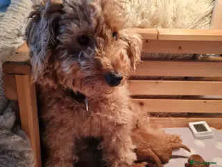 Toy Poodle dogs Beautiful ASIAN POODLES - Advert 2