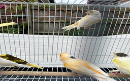 Canaries birds for sale: Bright & Beautiful Young Canaries - £25 - Image 1
