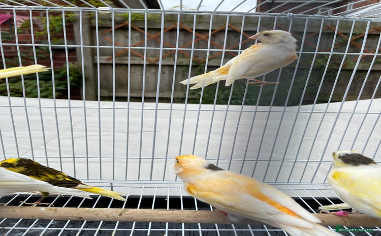 Canaries birds - Advert 1