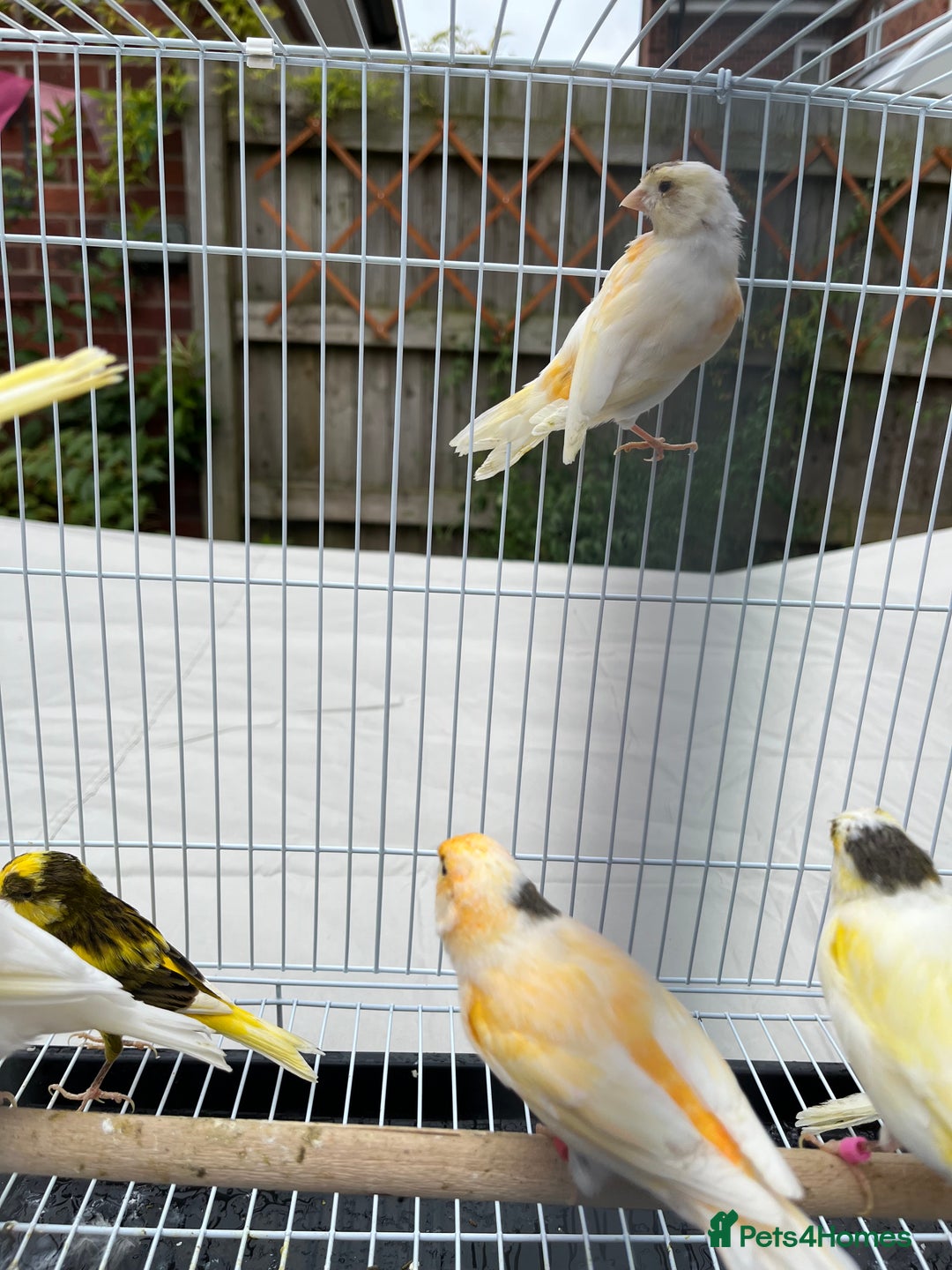 Canaries birds for sale: Bright & Beautiful Young Canaries - £25 - Image 1