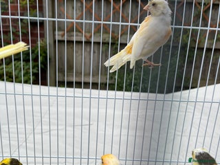 Canaries birds - Advert 11